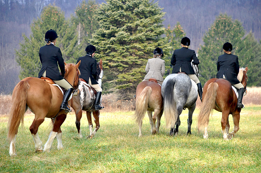 Equestrian sport in Charlottesville VA—horse and rider over fence with hound, representing local horse properties