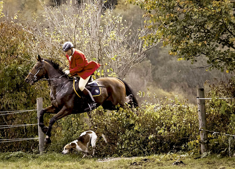 Equestrian sport in Charlottesville VA—horse and rider over fence with hound, representing local horse properties