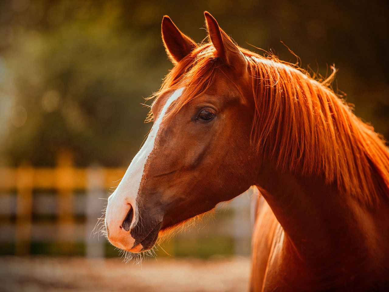 red horse in sunlight