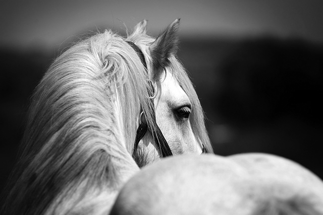 Grey Dressage Horse