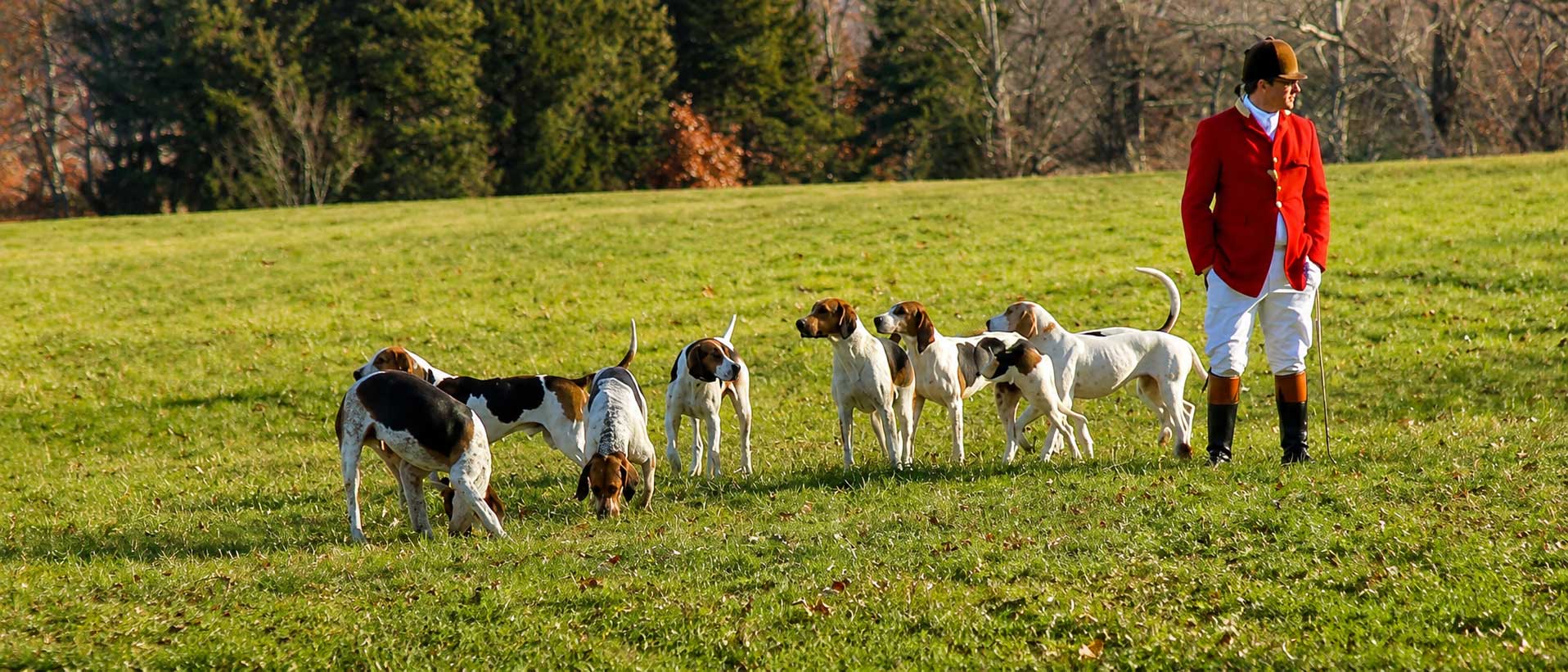 Huntsman with foxhounds crossing pasture in Virginia horse country