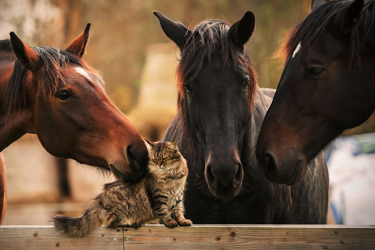 Close-up of three horses, one brown and two black, gently interacting with a tabby cat nestled between them, creating a heartwarming and peaceful scene.