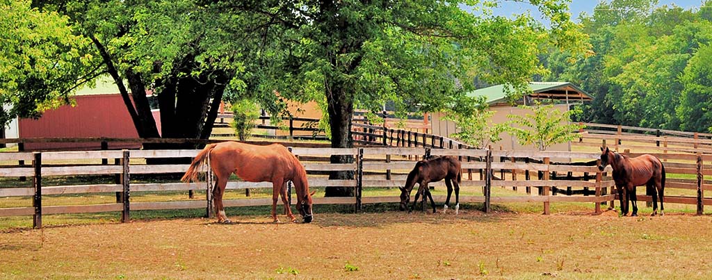 Kingston Farm